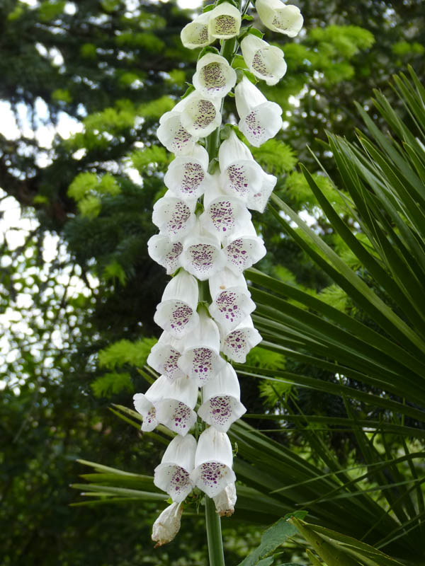 Digitalis purpurea var alba
